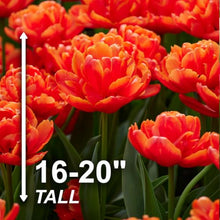 Garden State Bulb Icoon Double Late Tulip Flower Bulbs, 11/12cm (Bag of 250)