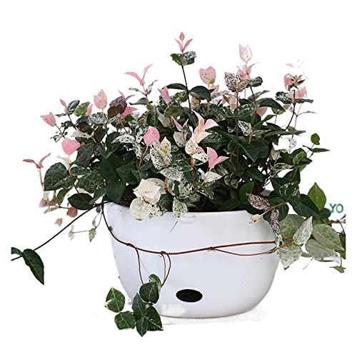 Hanging Planter Hanging Plant Hanging Planter Indoor Outdoor Home Garden Decor Vase Wall Mounted Flower Basket Flowers Not Included Suitable for Indoor and Outdoor Plants ( Color : A3pcs ) (B3pcs )