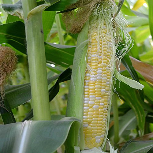 Mountain Valley Seed Co Peaches & Cream Hybrid Corn Garden Seed 25 Lb Bulk