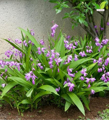 Votaniki White Chinese Ground Orchid Bletilla Striata Pink Bare Root Perennial with Violet Pink Spring Flowers for Woodland Shade Gardens Containers and Borders