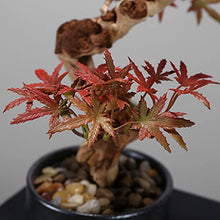 YXIANG56Q Fake Plants Artificial Red Maple Potted Plants Fake Green Plants Bonsai Zen Decoration Exhibition Hall Space Tea Room Study Room Shopping Mall Restaurant Bonsai Tree