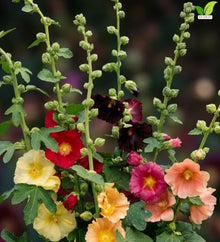 Votaniki Alcea Las Vegas Fig Leaf Hollyhock Live Plant Root with Multicolored Early Summer Flowers for Full Sun Cottage Gardens Borders Cut Flower Focal Point Landscapes