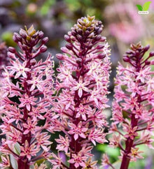 Votaniki Purple Reign Pineapple Lily Eucomis Top Size Bulb with Burgundy Foliage and Pink Mauve Flower Spikes for Patio Containers Borders Cut Flowers and Summer Gardens