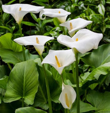Votaniki Calla Aethiopica - Perennials & Long Lasting Blooms, Zantedeschia Aethiopica (White Calla Lily) Bulbs for Planting | Summer Flowering Bulbs, Easy to Grow (25 Pack)