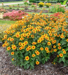 Votaniki Heliopsis helianthoides Sundial False Sunflower #1 Size Root, Gold Flowers with Red Eyes, Native Perennial for Borders, Containers, Cut Flowers and Butterfly Gardens