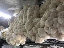 MushroomMediaOnline Unicorn Bag 14A for Mushroom Growers - 1000 Count