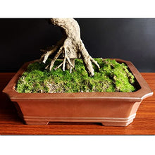 Fake Plants Artificial Bonsai Tree Faux Tree Bonsai Pine Tree Bonsai with Red Ceramic Pot Indoor Decoration House Plant for Desktop Home Decor Bonsai Tree