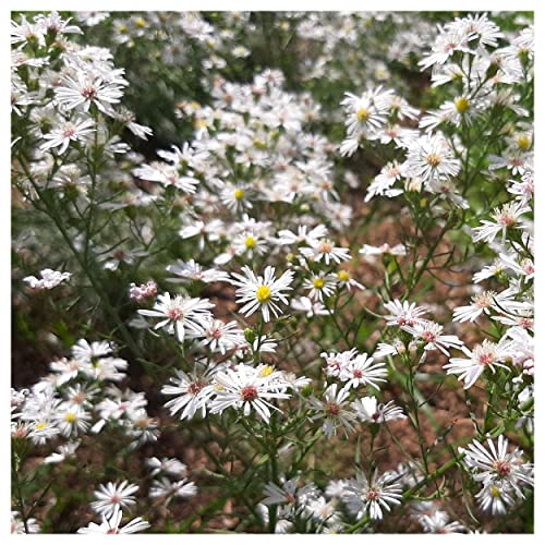 Everwilde Farms - 1/4 Lb Heath Aster Native Wildflower Seeds - Gold Vault
