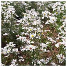 Everwilde Farms - 1/4 Lb Heath Aster Native Wildflower Seeds - Gold Vault