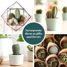 Shop Succulents Premium Live Mini Cactus Plants in Bulk 2" Pots, Easy Care Indoor or Outdoor Gardening, Terrariums, Favors, & Contemporary Spaces with Hardy, Resilient Varieties, Pack of 256