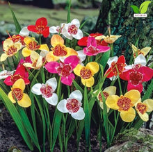 Votaniki Tigridia Kaleidoscope Mix Tiger Flower Bulbs Mixed Color Summer Bloom Garden Plants Full Sun to Partial Sun Outdoor Planting Cut Flower Use (Pack of 100)