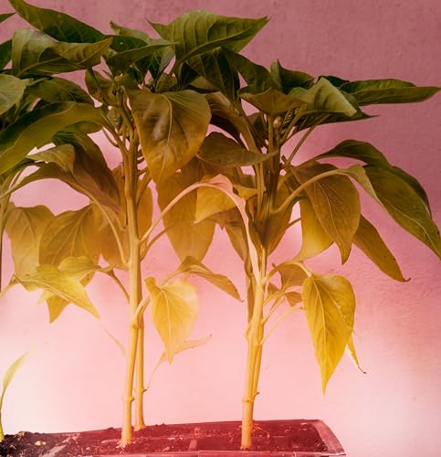 Miracle LED Under The Canopy Indoor Grow Light Kit 150W Replacement Red Spectrum