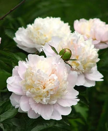 Votaniki Shirley Temple Peony Bulbs - Fragrant Light Pink Double Flowering Type Blooms | Perennial, Attracts Pollinators, Easy to Grow (12 Pack)