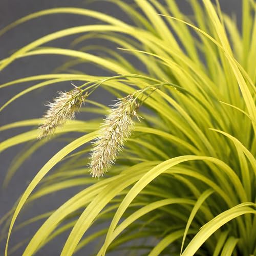 Classy Groundcovers: Everillo Sedge, 25 Pots - 3 1/4 in.