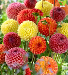 Votaniki Giant Ball Dahlia Mixture Top Size Tuber Clump with Large Mixed Color Double Blooms for Sunny Borders, Cut Flower Gardens, Group Plantings and Summer Displays