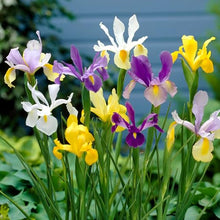 Dutch Iris Rainbow Mix – Top Size Flower Bulbs for Fall Planting | Hardy Perennial Bulbs for Planting | Vibrant Mixed Colors – Great for Gardens & Cut Flowers
