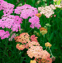 Votaniki Achillea Colorado Mix Yarrow Bare Root Perennial Mixed Color Summer Blooms Upright Hardy Plants for Garden Borders Cut Flowers Dried Arrangements Outdoor Growing (Pack of 50)