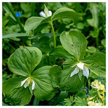 Everwilde Farms - 1/4 Lb White Trillium Native Wildflower Seeds - Gold Vault