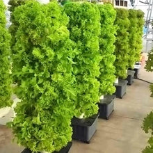 WRTYHGVGT Hydroponic Growing Kits 45 Holes Hydroponics Growing System ｜ Indoor Grow System Vertical Grow Tower, Hydroponic Planting Equipment for Herbs, Fruits and Vegetables,Gifts for Men W
