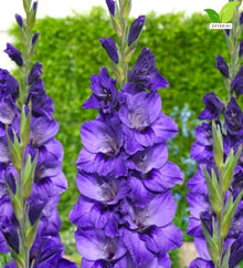 Votaniki Gladiolus Cookie Top Size Bulbs Blue Summer Flower Tall Blooming Spikes for Garden Borders Cut Flower Arrangements Outdoor Planting Full Sun (Pack of 250)