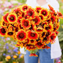 Eden Brothers Blanket Flower Seeds