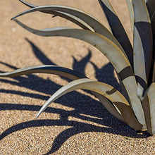 Desert Steel Octopus Agave Large Metal Yard Art 53”W x 35”H All Weather