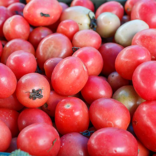 Mountain Valley Seed Co Tomato Seeds Pink Thai Egg 1 Lb ~160,000 Seeds