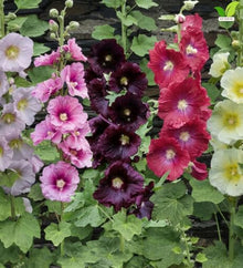 Votaniki Alcea Las Vegas Fig Leaf Hollyhock Live Plant Root with Multicolored Early Summer Flowers for Full Sun Cottage Gardens Borders Cut Flower Focal Point Landscapes