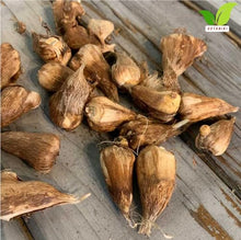 Votaniki's Single Freesia Mix Bulbs for Planting Fragrant Spring Flowers Colorful Trumpet Blooms for Garden Beds Containers Indoor Forcing Cut Flower Variety Outdoor (Pack of 250)