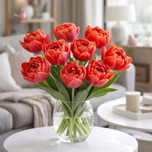 Garden State Bulb Icoon Double Late Tulip Flower Bulbs, 11/12cm (Bag of 250)