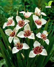 Votaniki Tigridia Pavonia Alba Grandiflora Bulbs for Planting White Tiger Flower Summer Blooming Perennial Easy to Grow Garden Beds Borders Containers Cut Flowers (250 Pack)