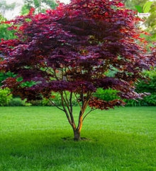 Votaniki Bloodgood Japanese Maple Live Tree 2 to 3 Feet Tall Acer palmatum with Burgundy Red Foliage for Containers Small Gardens Landscape Accents and Specimen Planting