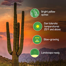 The Cactus Outlet Live Saguaro Cactus 2' Green