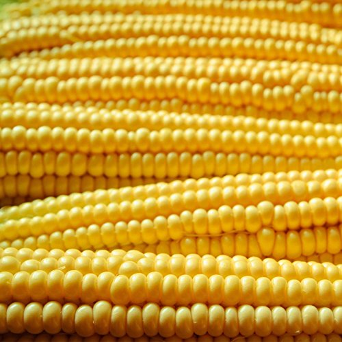 Mountain Valley Seed Co Robust Yellow Hulles Hybrid Popcorn Garden Seeds 5