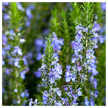 Everwilde Farms Rosemary Herb Seeds 1 Lb Gold Vault