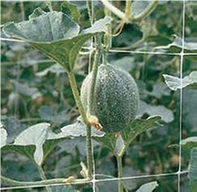 TENAX 1A170311 Hortonova Trellis Net, White