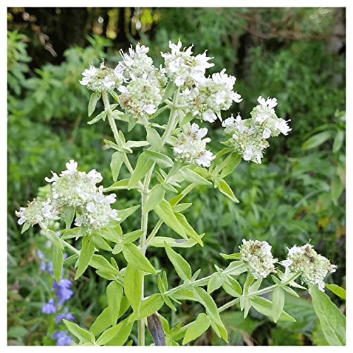 Everwilde Farms - 1 Lb Hairy Mountain Mint Native Wildflower Seeds - Gold Vault