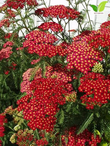 Votaniki Achillea Paprika Yarrow Bare Root Perennial Ruby Red Salmon Flowers Summer to Fall Blooming Drought Tolerant Plant for Garden Borders Cut Flower Outdoor Growing (Pack of 25)