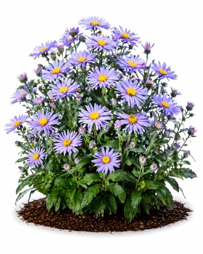 Votaniki Aster Bluebird #1 Size Bare Root Perennial Lavender Blue Flowering Plant for Garden Beds Borders Pollinator Friendly Late Season Bloom Full Sun Outdoor Planting (Pack of 25)
