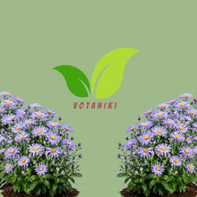 Votaniki Aster Bluebird #1 Size Bare Root Perennial Lavender Blue Flowering Plant for Garden Beds Borders Pollinator Friendly Late Season Bloom Full Sun Outdoor Planting (Pack of 25)