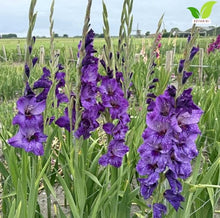 Votaniki Gladiolus Cookie Top Size Bulbs Blue Summer Flower Tall Blooming Spikes for Garden Borders Cut Flower Arrangements Outdoor Planting Full Sun (Pack of 250)
