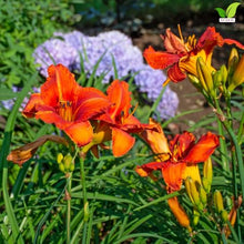 Votaniki Alabama Jubilee Daylily Top Size Root, Fiery Red Orange 7 Inch Fragrant Flowers, 30 Inch Summer Perennial for Sunny Borders, Containers and Pollinator Gardens