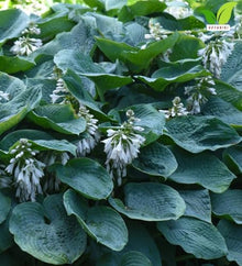Votaniki Hosta Sieboldiana Elegans Bare Root Perennial Plant Huge Blue Gray Rounded Leaves Slug Resistant Shade Garden Plant White Midsummer Flowers Woodland Focal Point (Pack of 25)