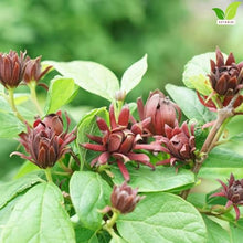 Votaniki Sweetshrub Calycanthus floridus Live Plant Fragrant Reddish Maroon Flowers Spring Blooming Shrub for Garden Borders Outdoor Landscaping Full Sun Partial Shade (Pack of 25)