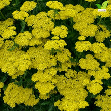 Votaniki Firefly Sunshine Yarrow Bare Root Perennial Bright Yellow Flowers Summer Blooming Drought Tolerant Upright Plant for Garden Borders Cut Flowers Outdoor Growing (Pack of 25)