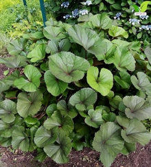 Votaniki Ligularia Midnight Lady #1 Size Root Dark Green Purple Blushed Foliage Golden Orange Flowers for Moist Borders Pollinator Gardens and Wet Site Planting