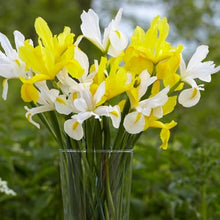 Dutch Iris ‘Coco Beach’ – Top-Size 8+ cm Bulbs for Fall Planting | White and Yellow Petals with Deep Golden-Orange Blotch | Hardy 50 cm Perennial Ideal for Garden Beds and Vibrant Cut Bouquets