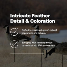 Avian-X Lessers 6 Piece Fusion Goose Decoy Set Multicolor