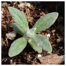 Everwilde Farms - 1 Lb Oregon Sunshine Native Wildflower Seeds - Gold Vault