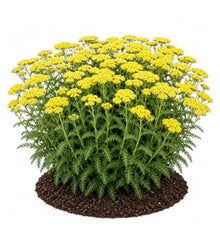 Votaniki Achillea Sassy Summer Lemon Yarrow Grade No. 1 XXL Bare Root Perennial with Bright Yellow Summer Blooms for Sunny Borders Pollinator Gardens Containers and Cut Flowers
